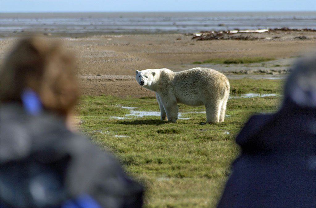 Guests meet a polar bear at ground level at Nanuk Polar Bear Lodge. Robert Postma photo.
