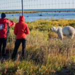 Polar bear and guests at fence of Nanuk Polar Bear Lodge. Ian Johnson photo.