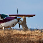 Polar bear and plane .Nanuk Polar Bear Lodge. Richard Voliva photo.