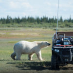 Polar bear and ATV. Nanuk Polar Bear Lodge. Jad Davenport photo.