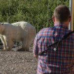 Polar bear and guest at fence. Nanuk Polar Bear Lodge.