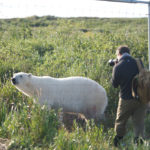 Polar bear and guest at fence. Seal River Heritage Lodge.