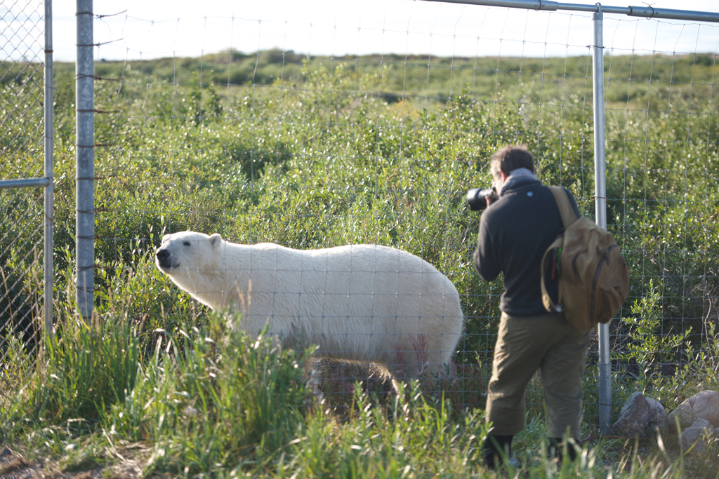 Polar bear and guest at fence. Seal River Heritage Lodge.