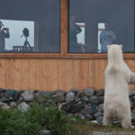 Polar bear at window. Seal River Heritage Lodge.