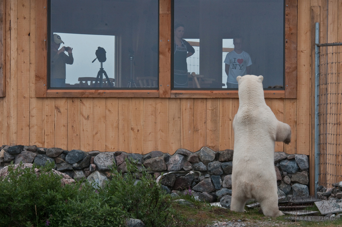 Polar bear at window. Seal River Heritage Lodge.