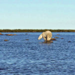 Patient polar bear hunting beluga whales. Seal River Heritage Lodge. Jayne Sheperd photo.
