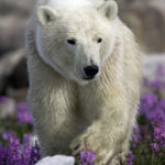 Polar bear. Seal River Heritage Lodge. Matt Breiter photo.