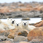 Polar bear mom and cubs lying on the rocks of the Hudson Bay coast. Seal River Heritage Lodge. Ian Johnson photo.