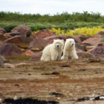 Polar bear cubs. Seal River Heritage Lodge. Julie Barnett photo.