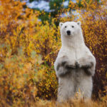 Standing polar bear. Nanuk Polar Bear Lodge. Ruth Elwell-Steck photo.