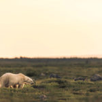 Polar bear in the meadow. Seal River Heritage Lodge. Jad Davenport photo.