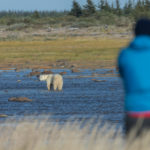 Polar bear in the river. Nanuk Polar Bear Lodge. Robert Postma photo.