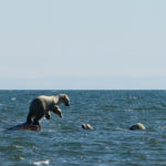 Polar bear launching off a rock in the Hudson Bay. Seal River Heritage Lodge.