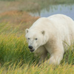 Polar bear in long summer grass. Dennis Fast photo.