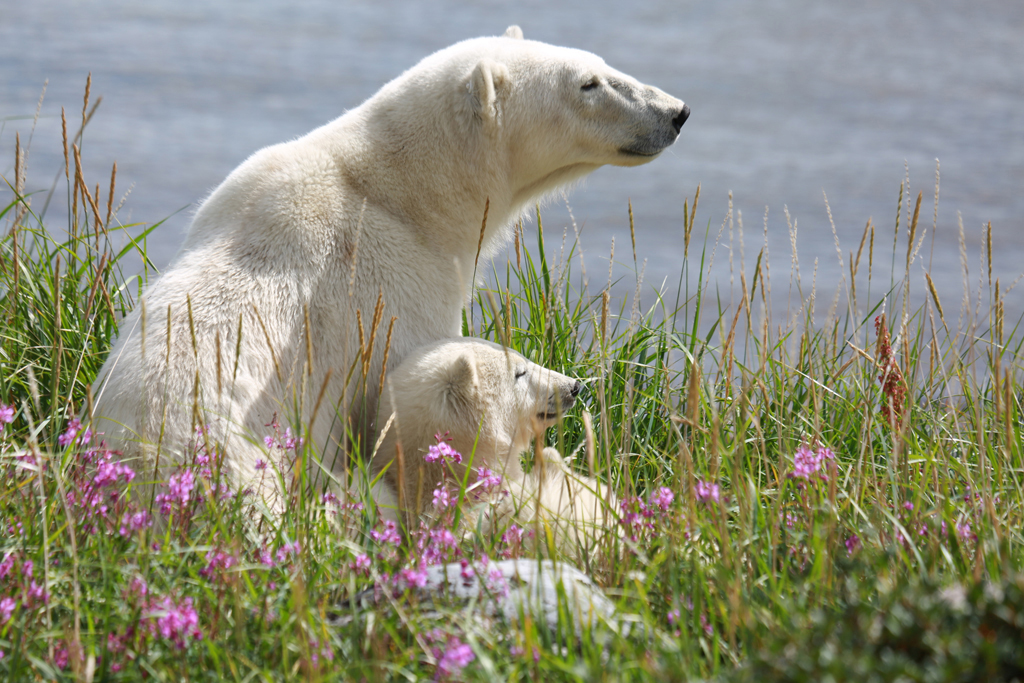 Polar bear mom and cub snuggles. Seal River Heritage Lodge. Allison Reimer photo.