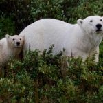 Polar bear mom and cub. Nanuk Polar Bear Lodge.