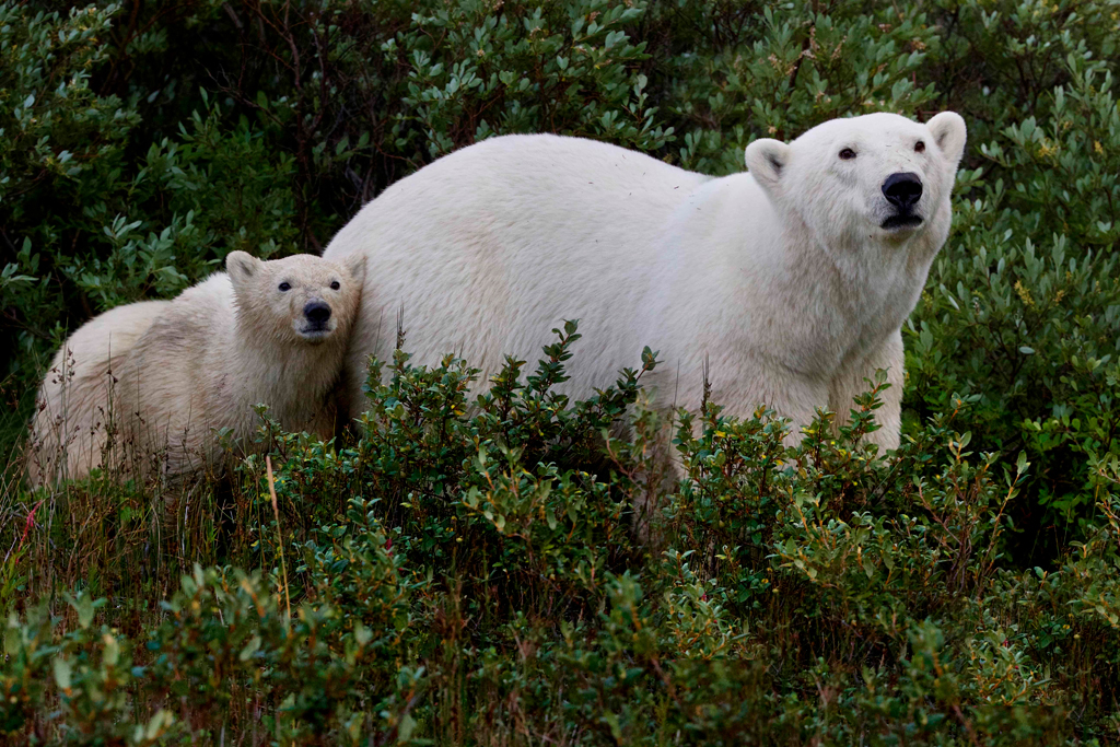 Polar bear mom and cub. Nanuk Polar Bear Lodge.