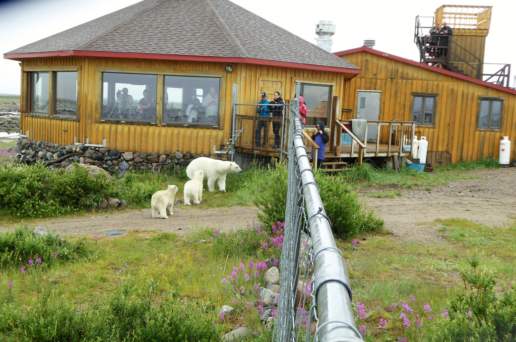 Polar bears and guest at the fence of Seal River Heritage Lodge. Julie Barnett photo.
