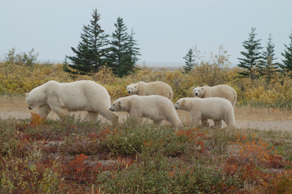 Polar bear mom and four cubs. Nanuk Polar Bear Lodge.