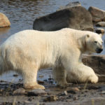 Polar bear on the coast of Hudson Bay. Seal River Heritage Lodge. Judith Herrdum photo.