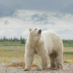 Polar bear. Nanuk Polar Bear Lodge. Charles Glatzer photo.