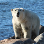 Polar bear on the rocks of Hudson Bay coast. Judith Herrdum photo.