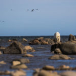 Polar bear approaching on the rocks. Seal River Heritage Lodge. Egede Lassen photo.