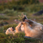 Polar bear playing with willow. Seal River Heritage Lodge. Jad Davenport photo.