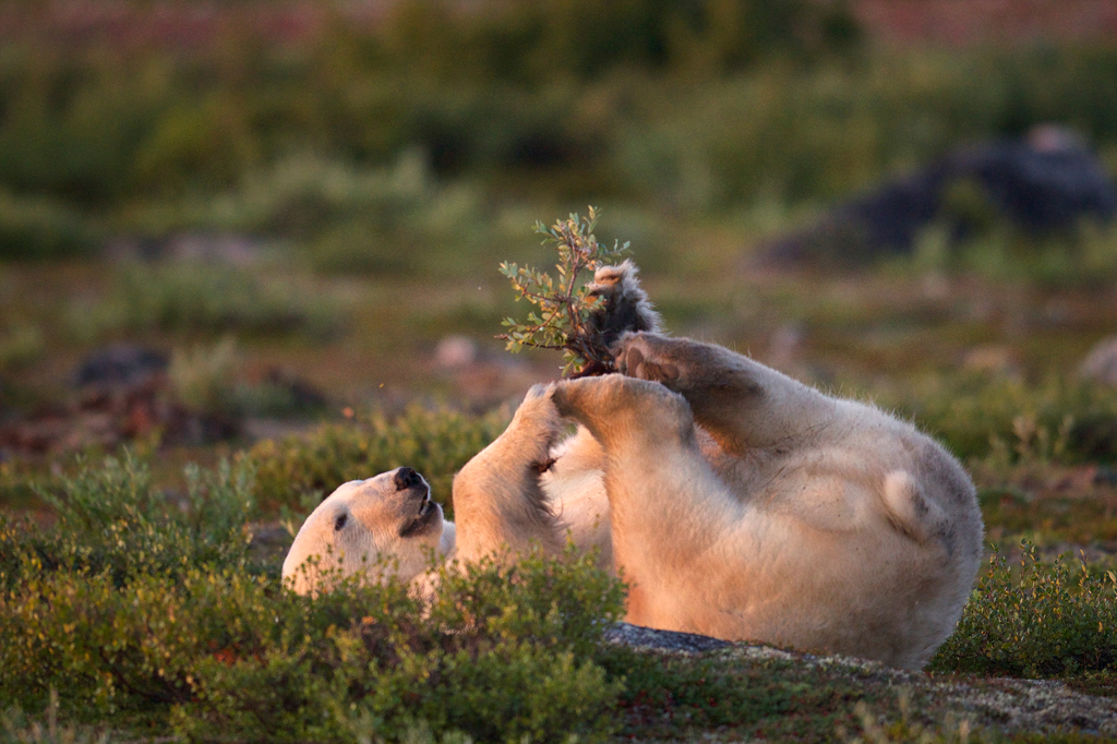 Polar bear playing with willow branch at Seal River Heritage Lodge. Jad Davenport photo.