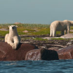 Polar bear posing on rocks. Seal River Heritage Lodge. Dennis Fast photo.