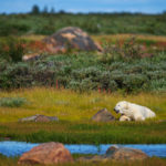 Polar bear relaxing. Nanuk Polar Bear Lodge. Jad Davenport photo.