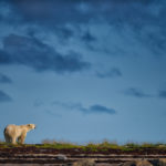 Polar bear scanning the landscape. Nanuk Polar Bear Lodge. Jad Davenport photo.