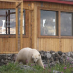 Polar bear outside the window at Seal River Heritage Lodge.