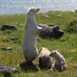 Polar bear mom standing on lookout. Seal River Heritage Lodge.