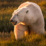 Polar bear at sunset. Nanuk Polar Bear Lodge. Ann Fulcher photo.