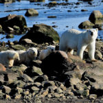 Polar bear mom with triplets. Seal River Heritage Lodge. Quent Plett photo.