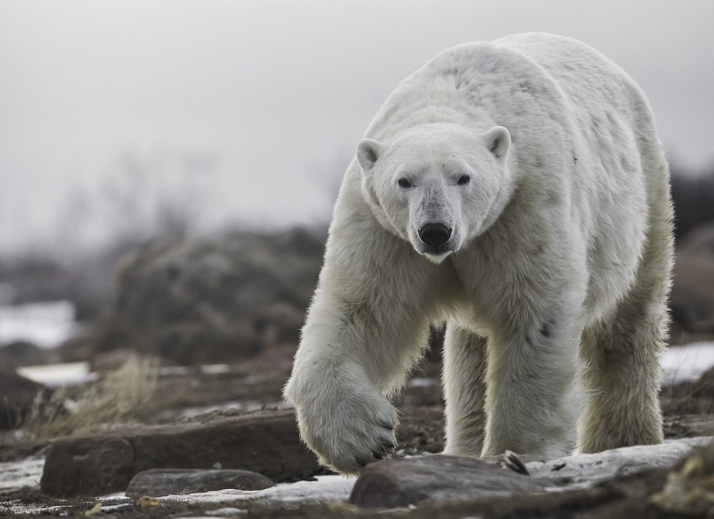 Photographing polar bears up close and personal. Tips and equipment recommendations