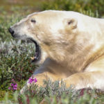 Polar bear yawn. Seal River Heritage Lodge. Judith Herrdum photo.