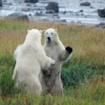 Polar bears sparring in summer. Seal River Heritage Lodge. Fred Walker photo.