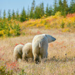 Polar bears says goodbye. Nanuk Polar Bear Lodge. Tony Yang photo.