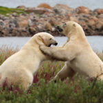 Polar bears sparring. Seal River Heritage Lodge. Judith Herrdum photo.
