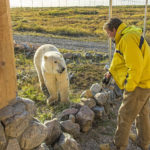 Polar bear and guest at fence of Nanuk Polar Bear Lodge.