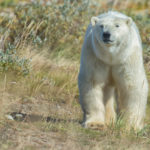 Summer polar bear. Seal River Heritage Lodge.