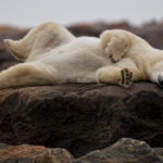 Sleepy polar bear. Seal River Heritage Lodge. Robert Postma photo.
