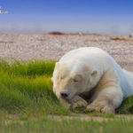 Sleepy polar bear. Nanuk Polar Bear Lodge. Travel for Wildlife photo.