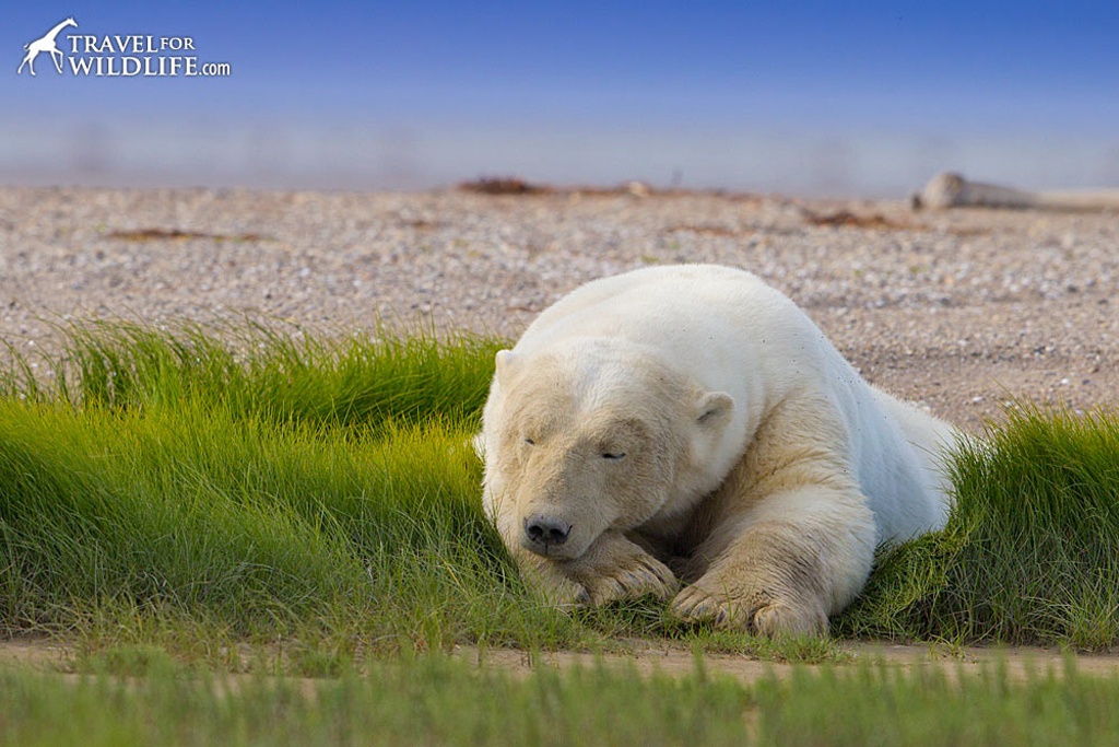 Sleepy polar bear. Nanuk Polar Bear Lodge. Travel for Wildlife photo.