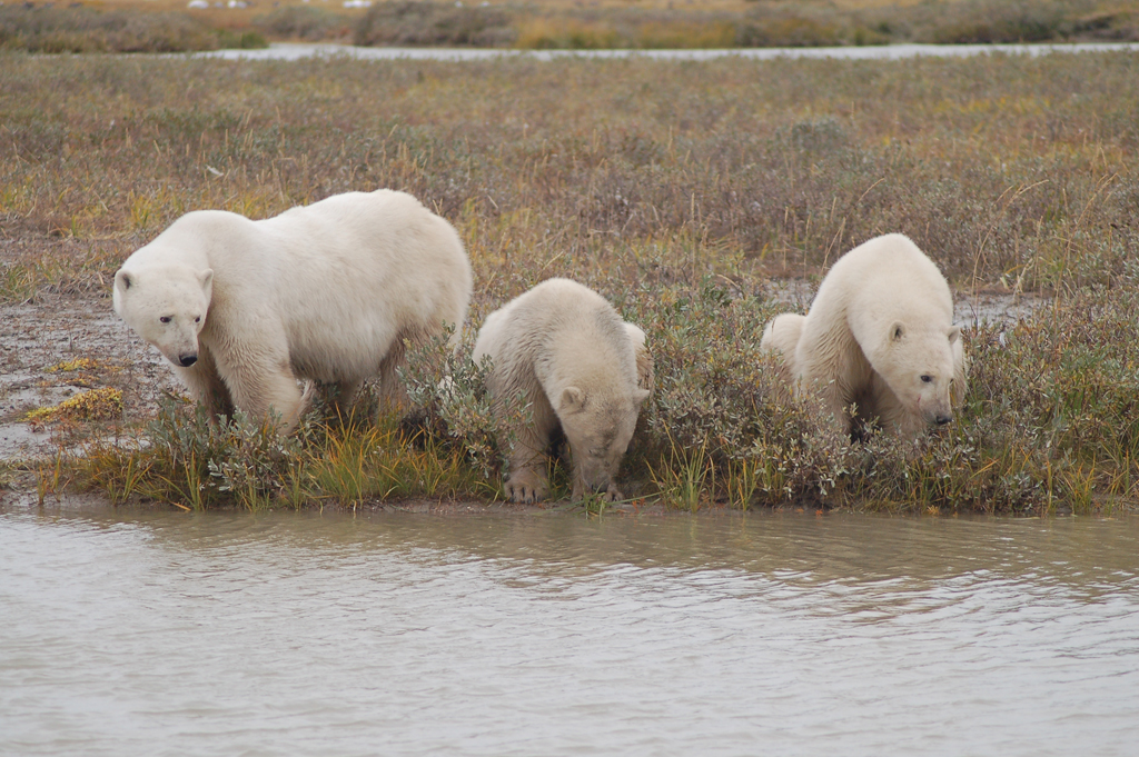 Polar bear family getting a drink at river. Nanuk Polar Bear Lodge.