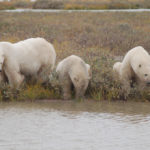 Summer drink for polar bear family. Nanuk Polar Bear Lodge.