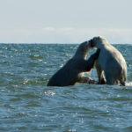 Summer polar bears playing in the Hudson Bay. Seal River Heritage Lodge. Andy MacPherson photo.