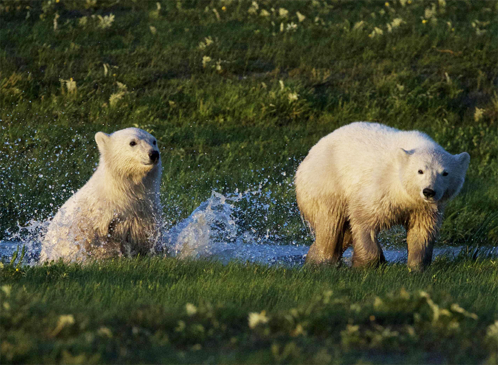 Wet polar bears cubs crossing stream. Nanuk Polar Bear Lodge.
